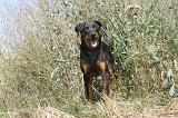 BEAUCERON 101